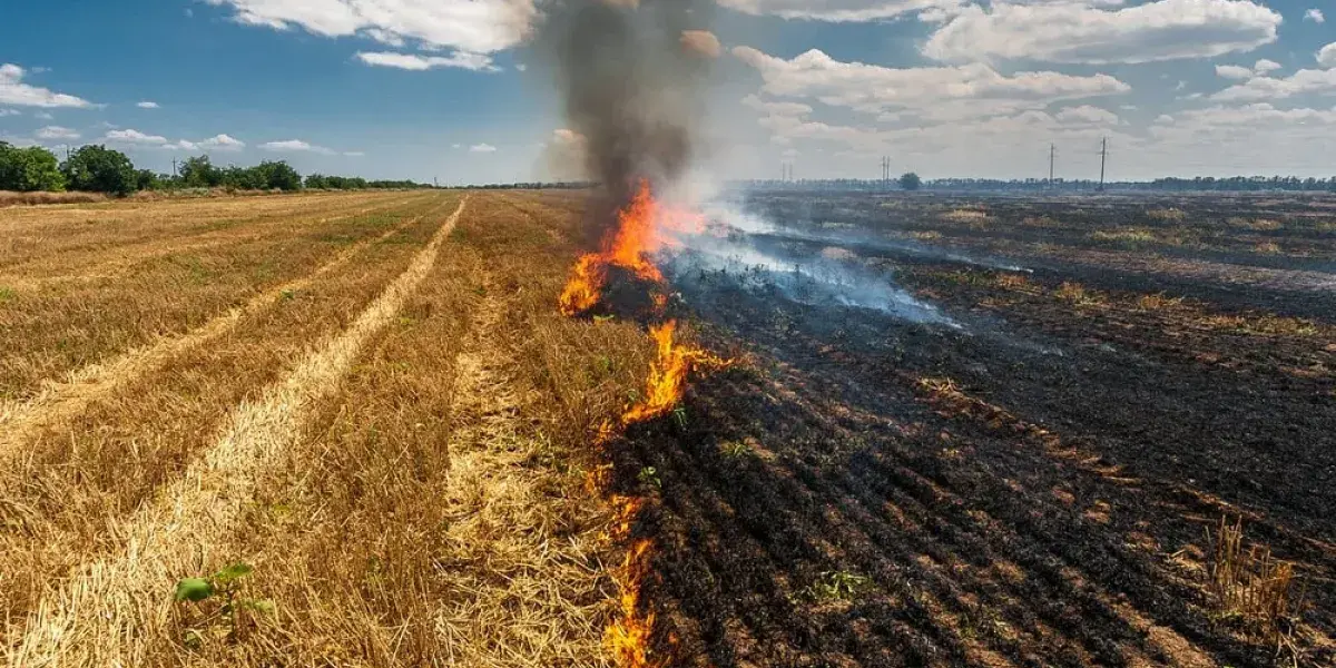 Quemas agrícolas no controladas provocan un tercio de incendios forestales en México