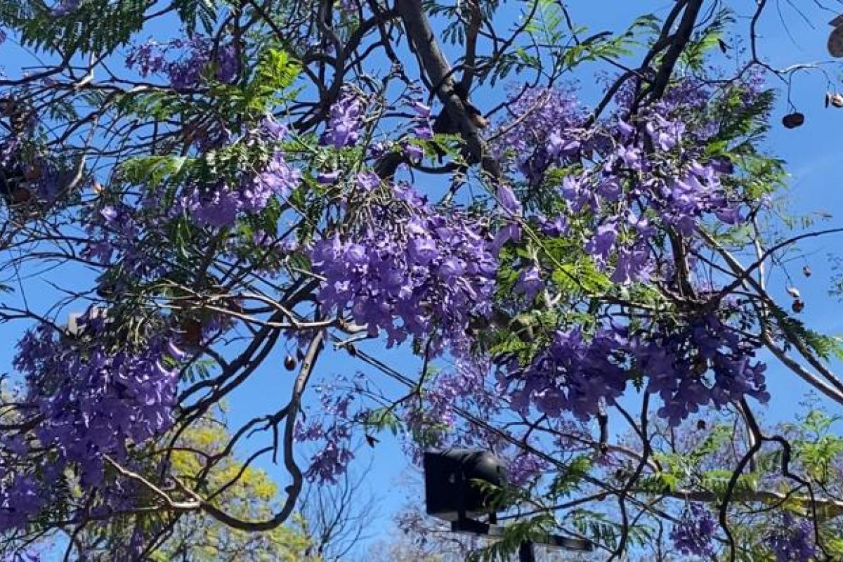 La primavera tiñe las calles de Aguascalientes con el color lila de las Jacarandas