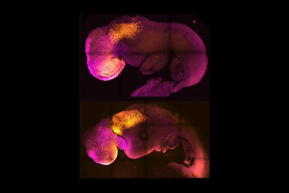 Crean un embrión de ratón sin óvulo ni espermatozoide 